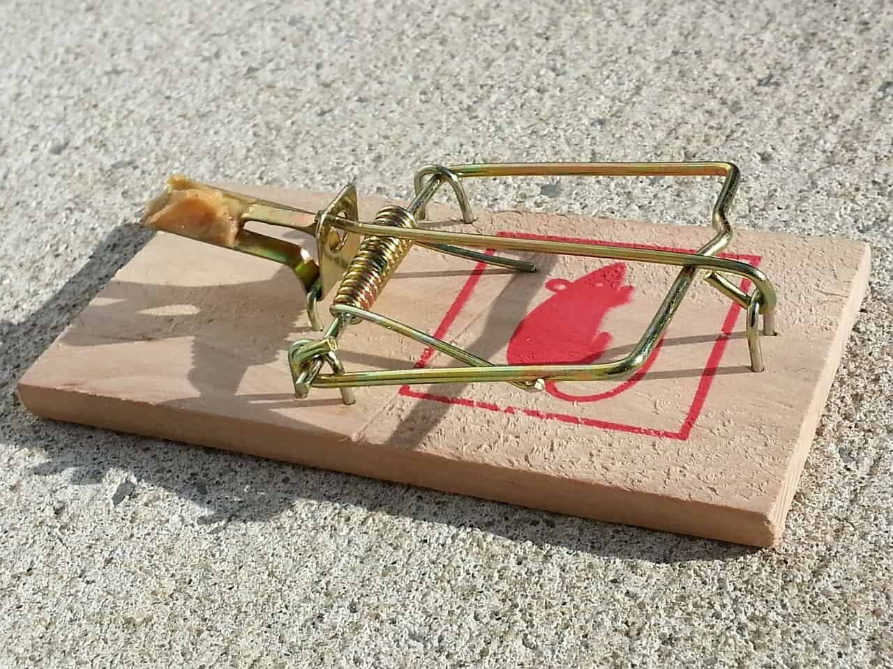 Derattizzazione fai-da-te